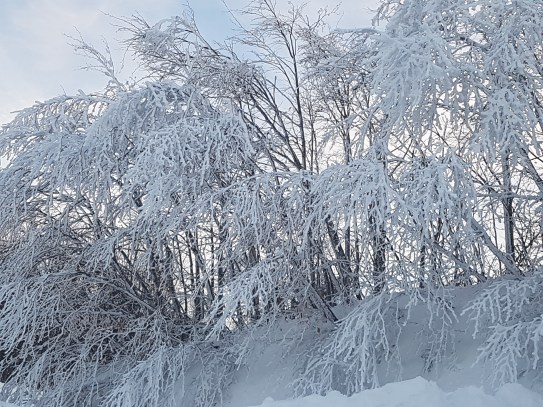 Buz ağaçlar Kartepe